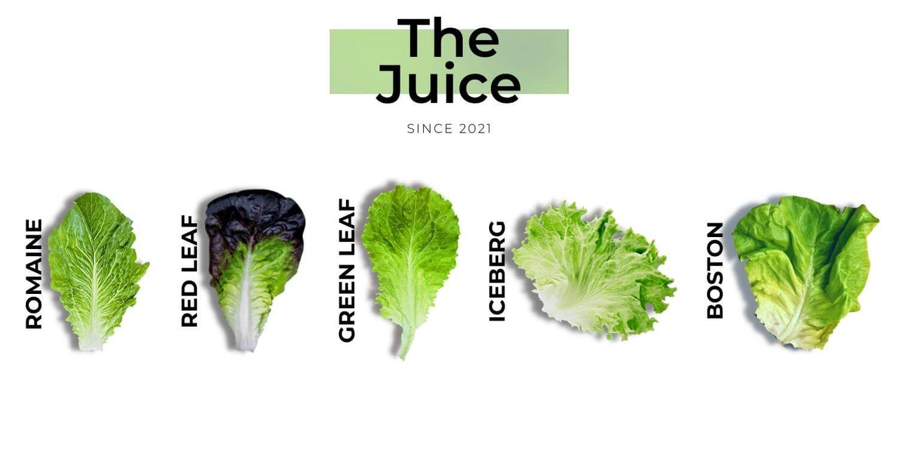 The Handy Guide to Salad Greens