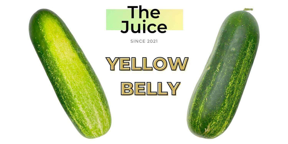 what-is-a-yellow-belly-purvey-d