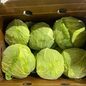 FLAT CABBAGE (CHINESE CABBAGE)