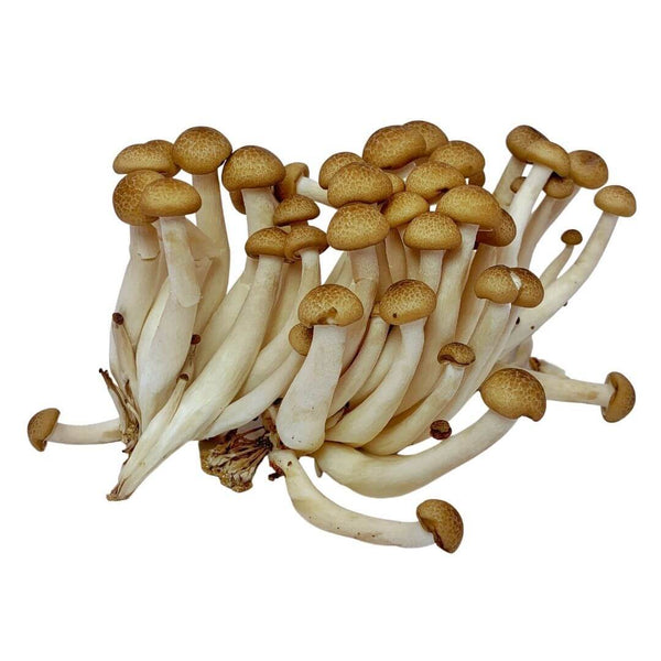 Beech wood chips - Medicinal Mushroom Onlineshop - Tyroler Glückspilze,  12,90 €